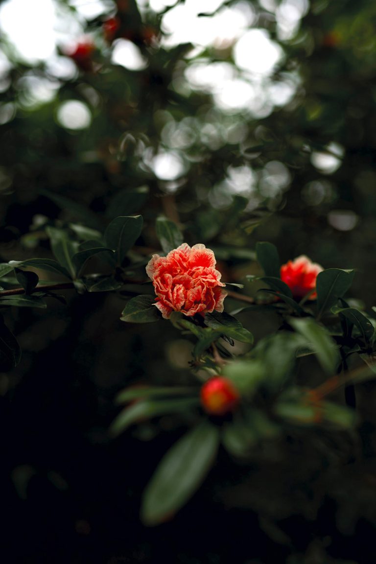 GDL_21.06.28_HD_JTR7751